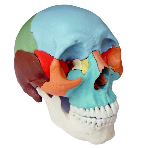 Osteopathie anatomie schädel - anatomie,
