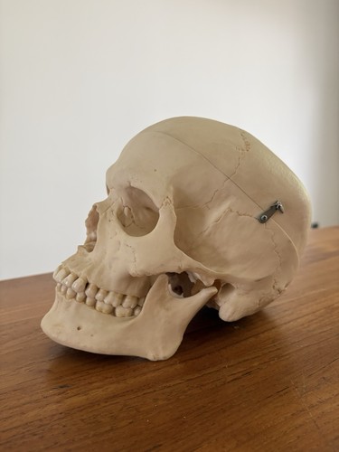 Original somso anatomie - original,