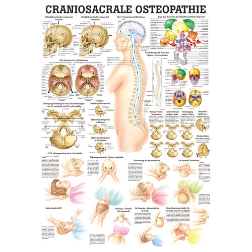Craniosacrale osteopathie - craniosacrale,